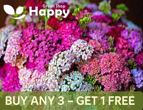 Yarrow summer pastel mix - pastel,