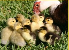 6) Fertilized MUSCOVY DUCKS