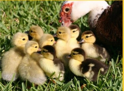 Fertilized muscovy ducks - fertilized,