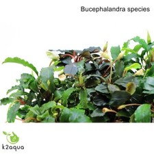 Bucephalandra species live - 60,