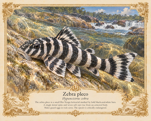 Zebra pleco swimming - swimming, over