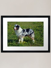 Australian Shepherd Framed Art