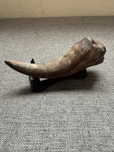 Spinosaurus fossil claw - spinosaurus,