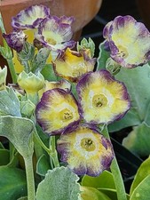 Primula auricula 'Party