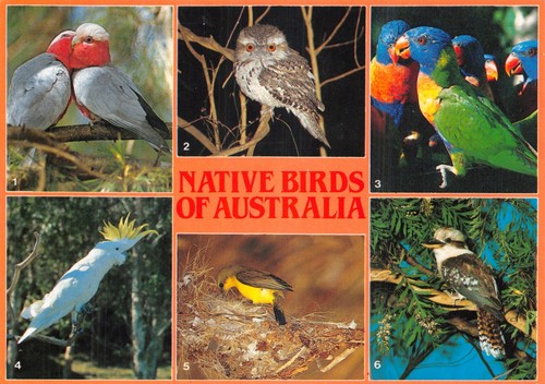 Bird postcards cockatoo - bird,
