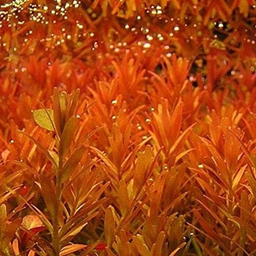 Rotala rotundifolia orange - rotundifolia,