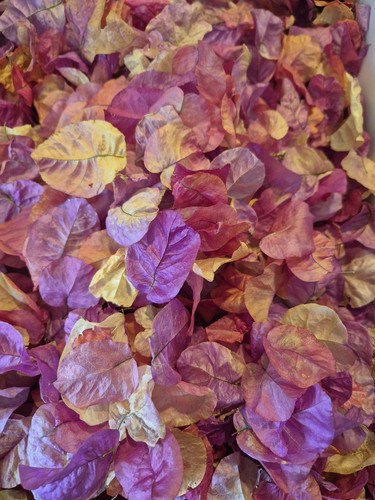 Dried pink bougainvillea - pink,