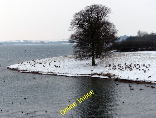 Photo 6x4 canada geese - geese, the