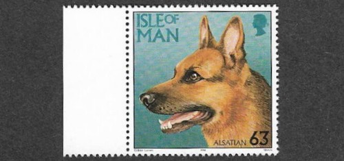 Dogs alsation dog german - dogs,