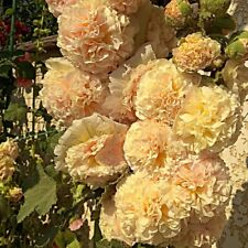 Hollyhock Flower Garden Plants 'Chater's Double Apricot' 1 Packet 30 Seeds T&M