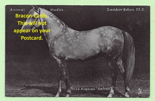 H813 animals horse - [h813],