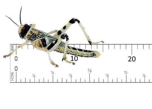 Livefood live locusts - livefood,