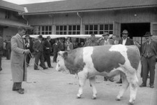 Young bull at spring breeding