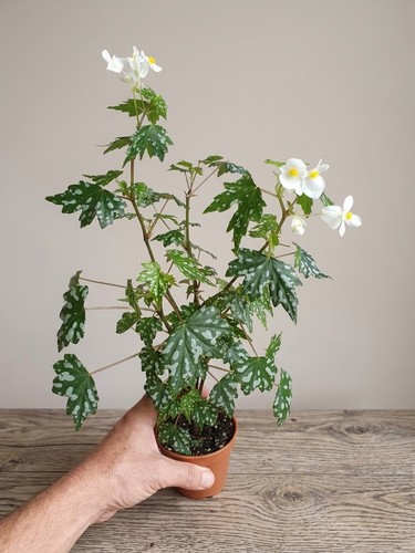 Begonia dregei maple leaf - dregei,