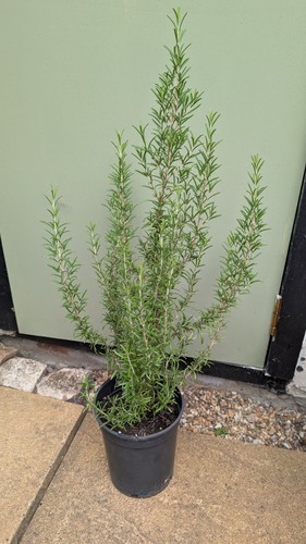 Rosemary herb plant rosmarinus - rosemary,