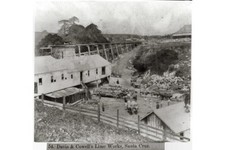 Davis & Cowell's Lime