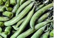 20  x  PEA MINI PLUG PLANTS   choice of varieties pre order a