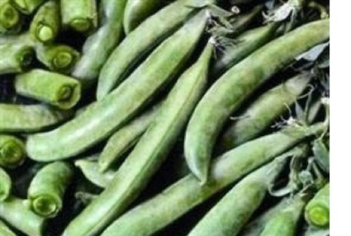 Pea mini plug plants - x,