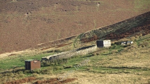 Photo 6x4 sheep fank cape - photo,