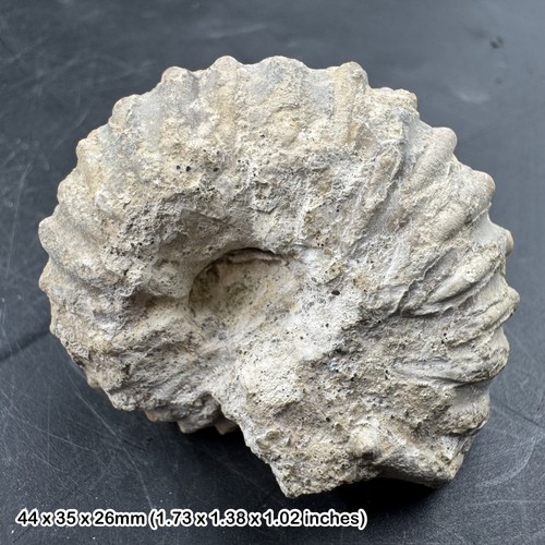 Calycoceras fossil chalk