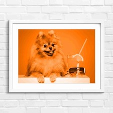 Cute Fluffy Brown Pomeranian