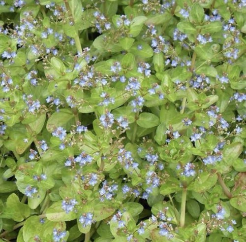Pond plant marginal - pond,