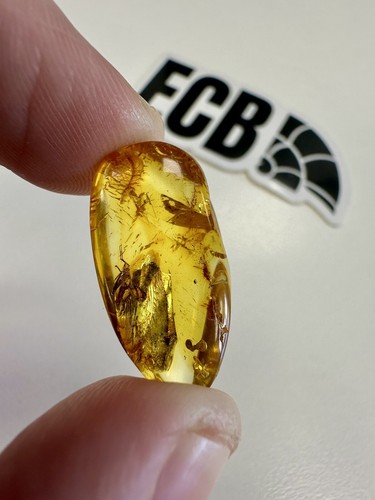 Baltic amber with mosquito - baltic,