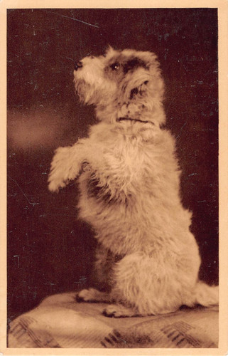 Postcard wire fox terrier - fox,