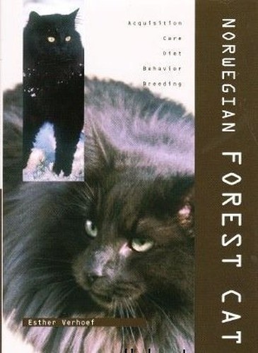 Norwegian forest cat esther - cat,,