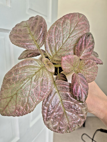 New the episcia flame - episcia,