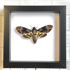 Greater Death's Head Hawk Moth (Acherontia lachesis) Insect Shadow Display Frame