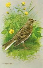 Skylark Vintage Bird Picture