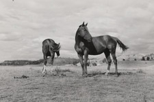 Ranch horses on grazing land