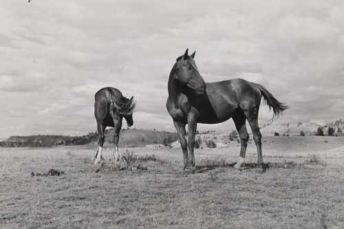 Ranch horses grazing land - horses,