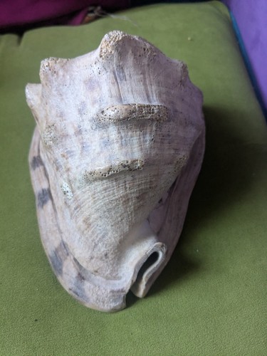 Helmet conch huge aquarium - huge,