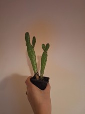 Prickley Pear Cactus