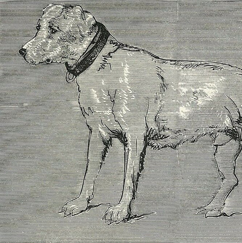 Brutus edwin landseer 1869 - by,
