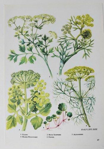 Vintage botanical print celery - print,