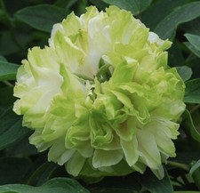 Japanese tree peony dou 2 - japanese,