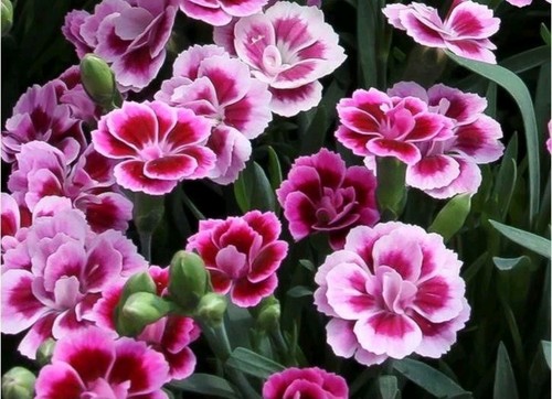 Dianthus special pink - dianthus,