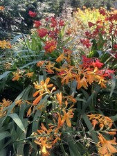 10 x Mixed Crocosmia Plug