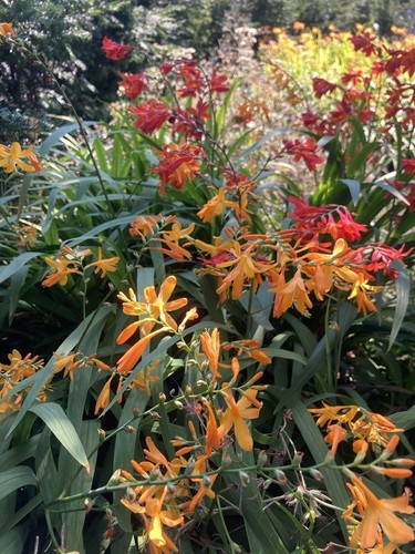 Mixed crocosmia plug - x,