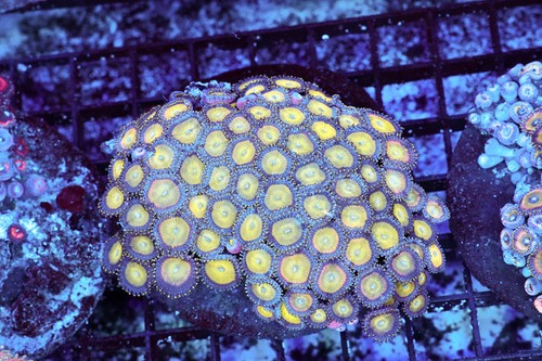 Lemon zoanthid colony - colony, wysiwyg