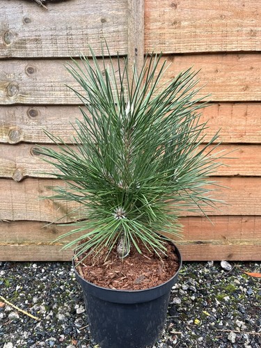 Japanese black pine - japanese,