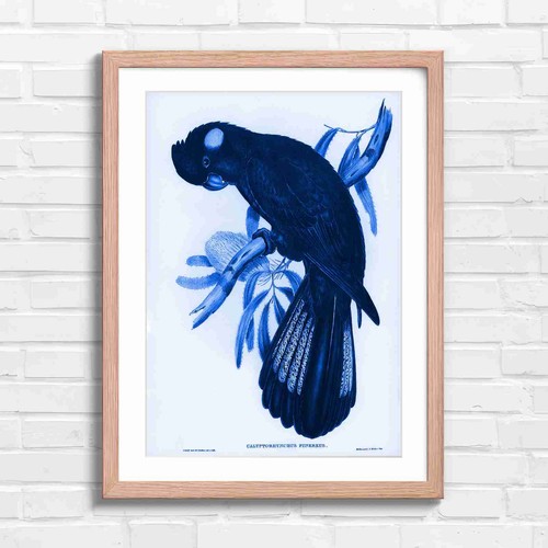 Vintage black cockatoo bird - black,
