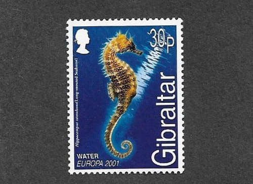 Seahorse marine life - seahorse, nature