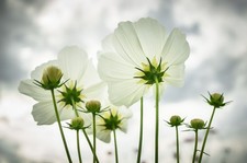 Cosmos 'Purity' 6 x Plug