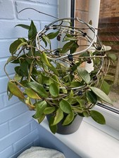 Hoya Carnosa ‘Dark Red
