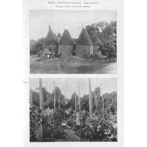 The hop picking season - hop,