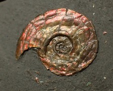 Iridescent juvenile Psiloceras